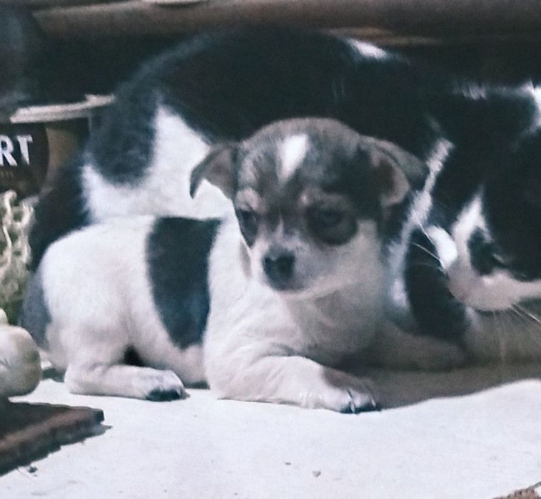 Чистокровная девочка, стандарт