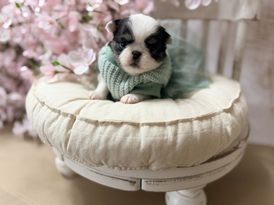 ***Długowłosa zjawiskowa sunia chihuahua Tri color***