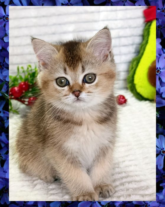 3-Роскошный мальчишка Золотая Шиншилла + Есть ещё  котята