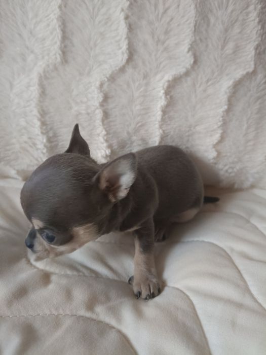 Chihuahua suczka blue xxs