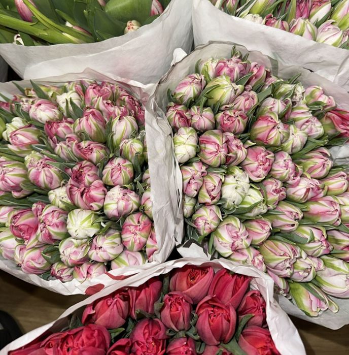 Цибулини тюльпанів на кг мікс