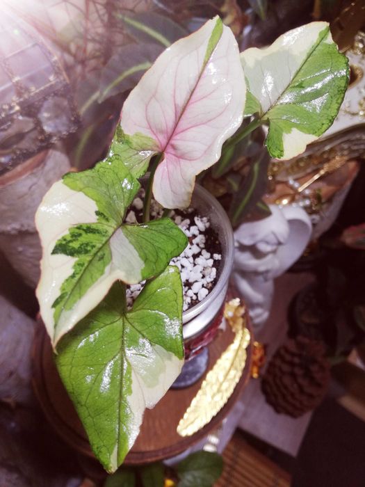 Syngonium WHITE PRINCESS Variegata pink WIELKA RZADKOŚĆ Unikat Monstera Philodendron