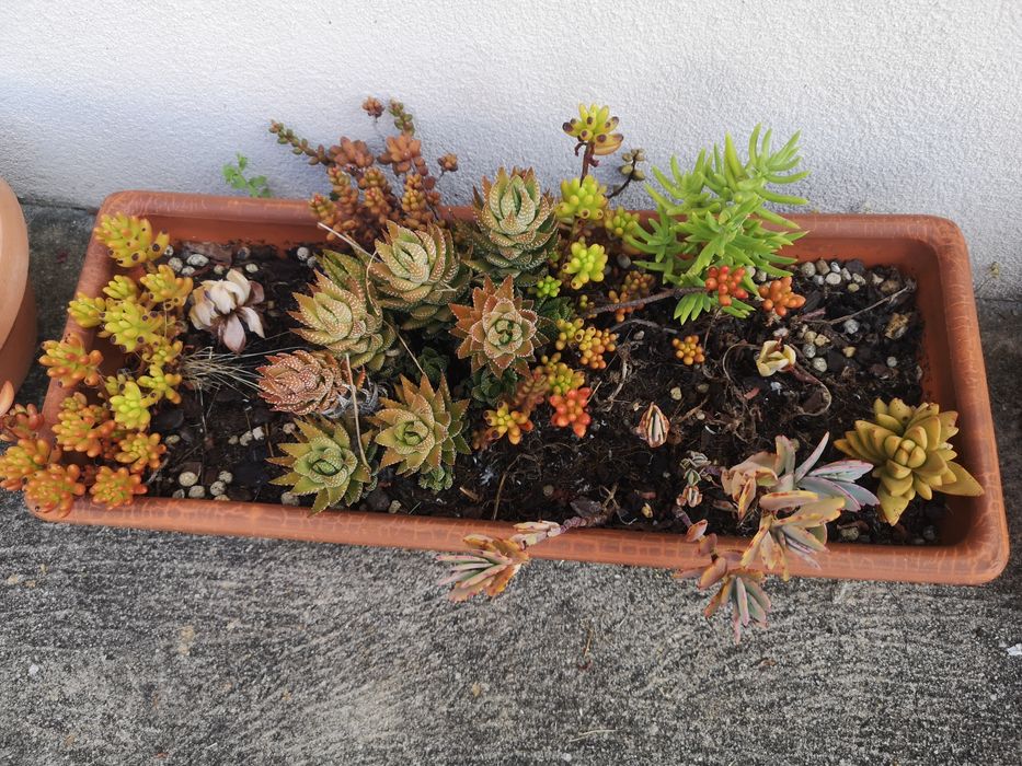 Suculentas em floreira