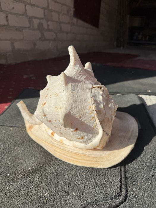 Мушля велика Касіс, Cassis,(Кассис) 30 см без сколов