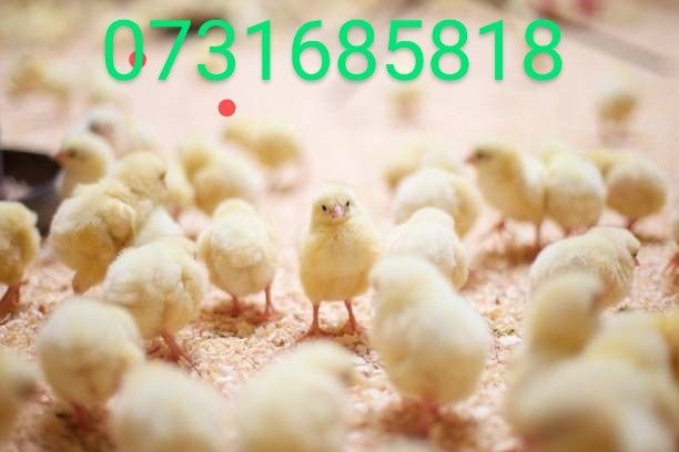 Курчата Цыплята несушки Ломан Браун Сенді Півні Петухи Петушки Петух