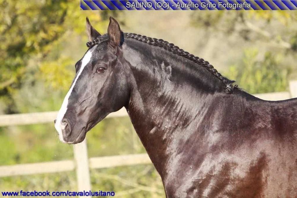 Poldro Livro Azul-Ussíles