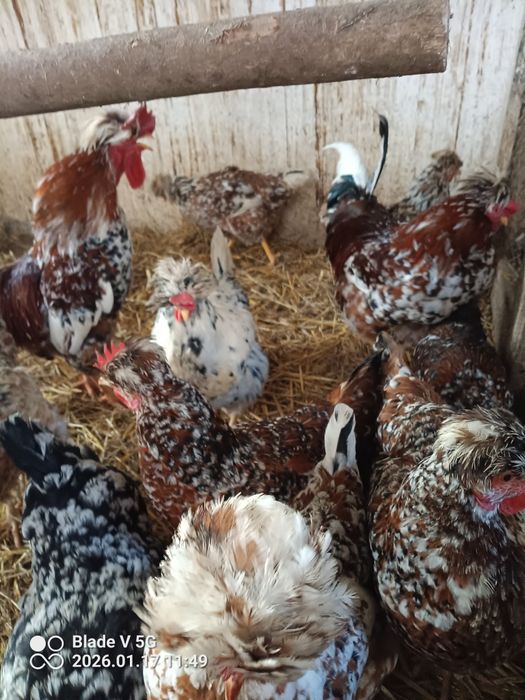 Jaja lęgowe Czubatka Staropolska