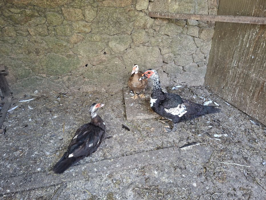 Patos mudos para mudar de quinta