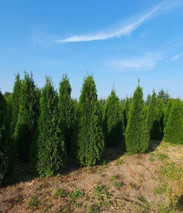 Tuja SZMARAGD 200 cm - 85zł