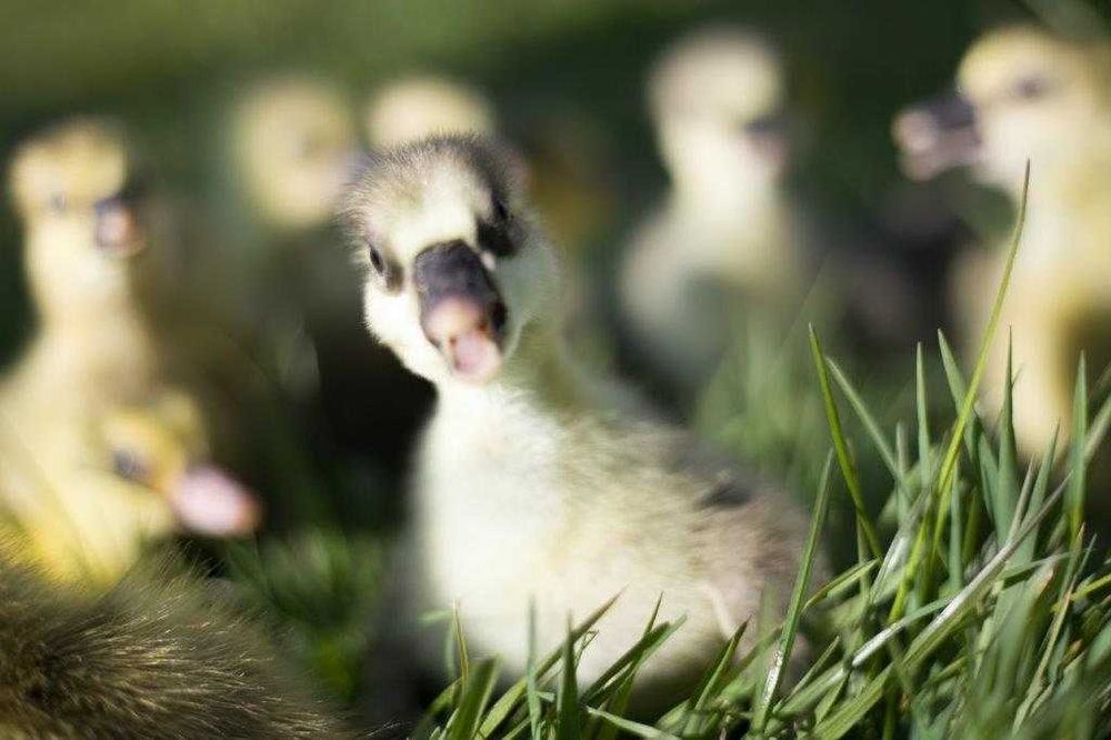 Gęs na wagę rożnego rodzaju dowóz gratis