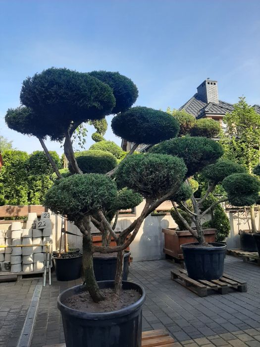 Bonsai duży wybór roślin Zapraszamy