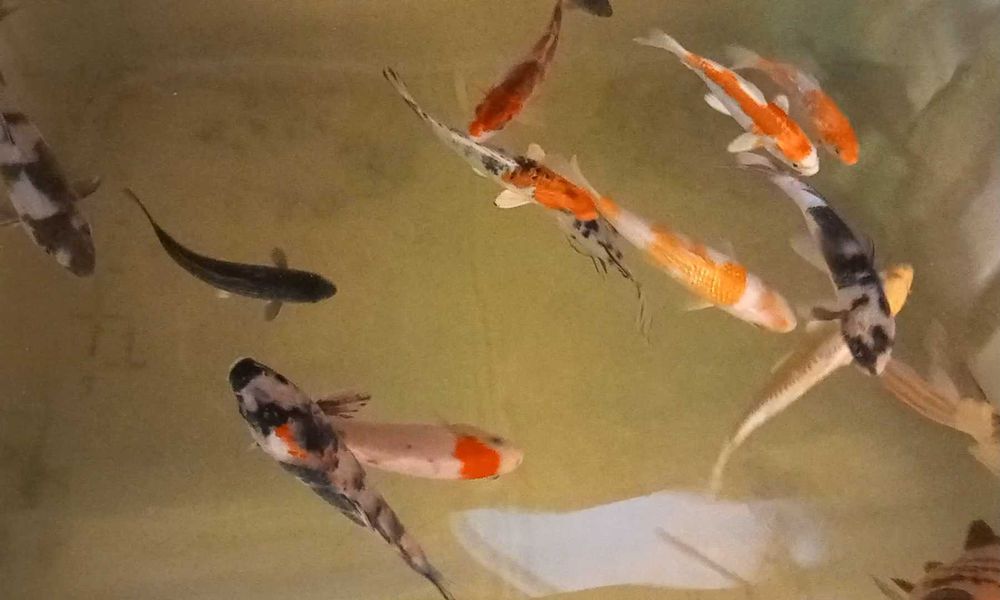 Karp koi oczko wodne staw