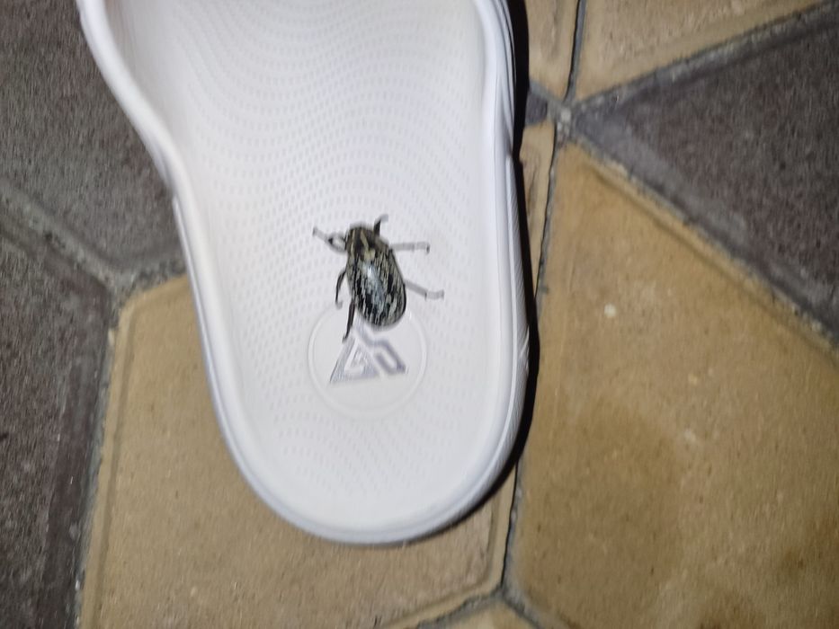 Продам мармурового хруща з Одеси!!