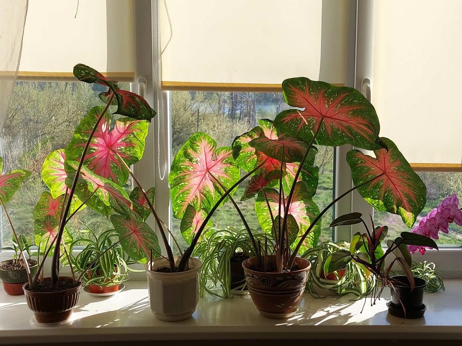 Луковицы каладиум