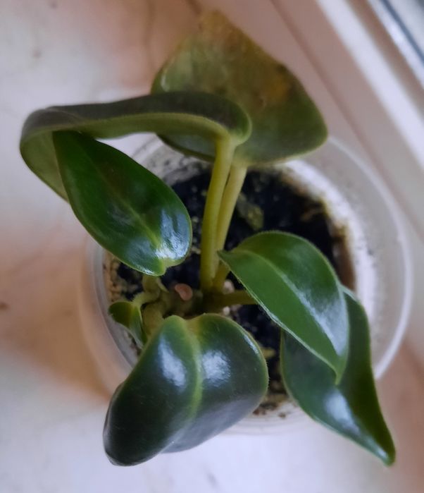 Макулоза, підліток