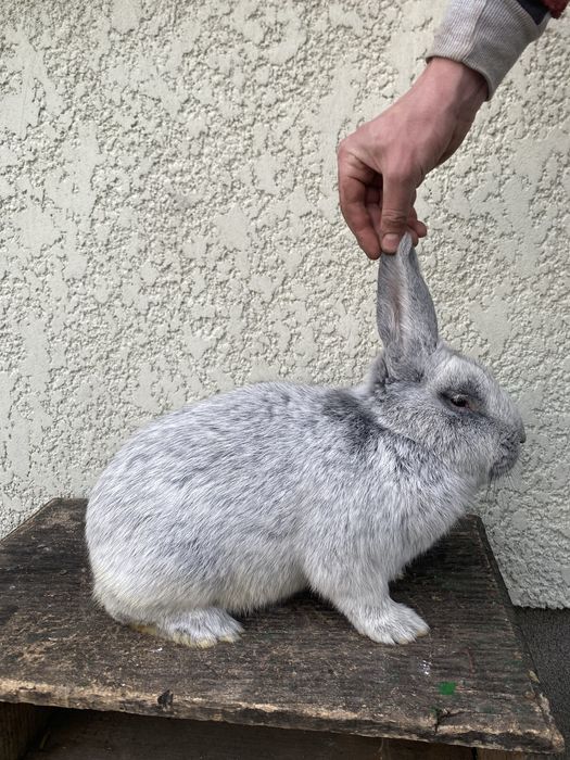 Кролики кролі продам