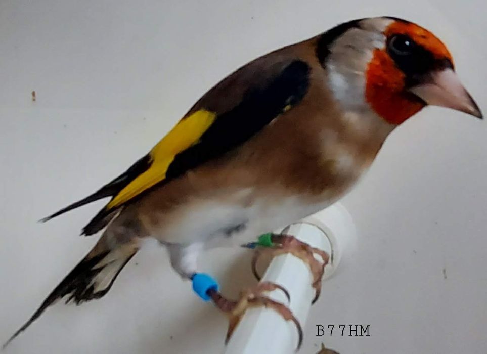 Pintassilgos Carduelis Balcânica