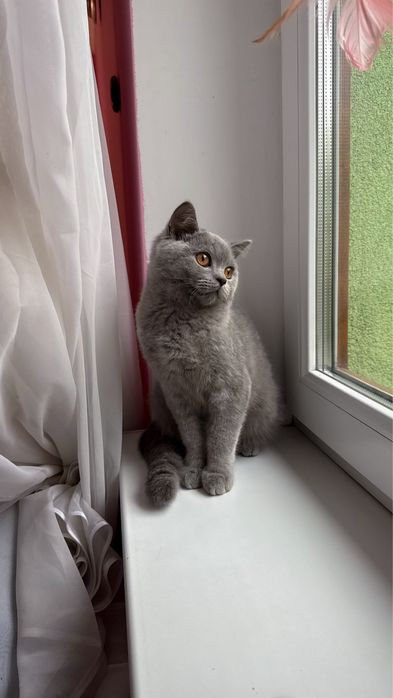 Британське короткошерстне кошеня