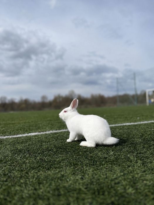 Oddam królika miniaturkę za darmo – w dobre ręce