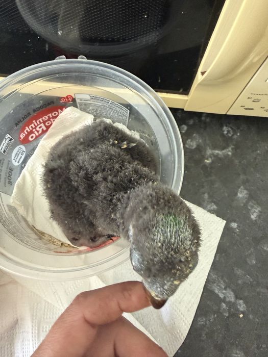 Disponíveis papagaio ecletus