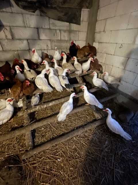 Kaczor kaczki francuskie