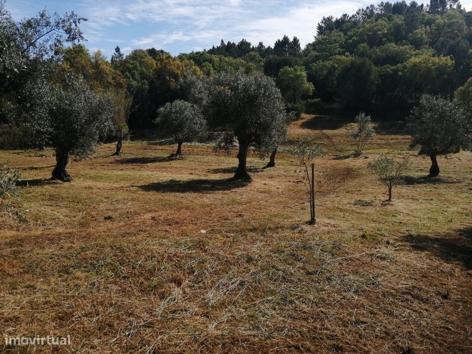 Terreno da Figueira Regal , Sardoal