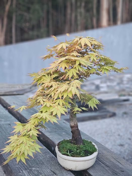 Bonsai acer orange dream