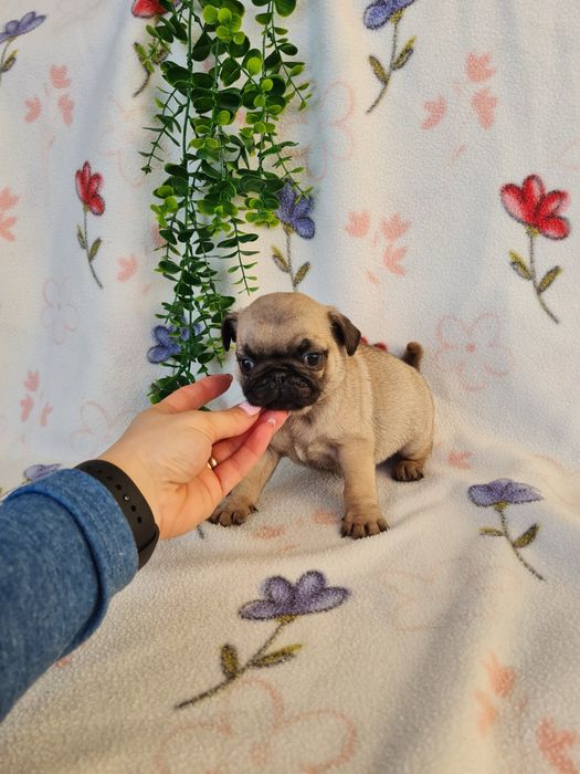 Excelente Pug Carlin beje de Qualidade