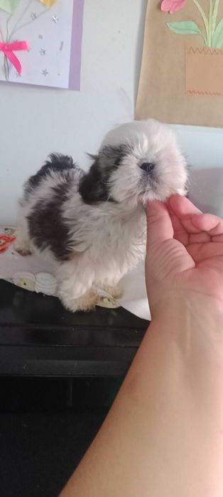 Shih-tzu com LOP
