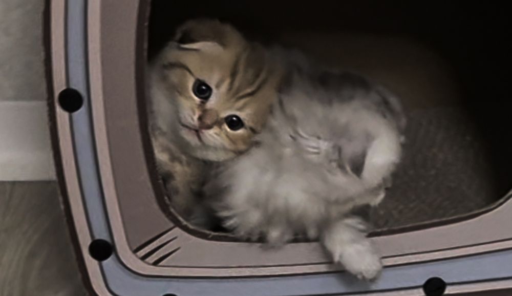 Прямоухие и вислоухие шотландские котята, мальчик и девочки