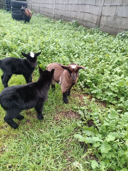 Vendo cabras anãs