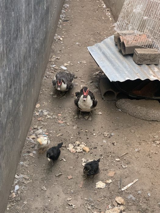 Patos mudos e de pequim
