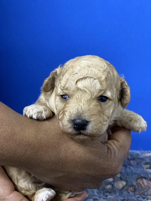 Lindo Puppy poodle toy procura nova familia!!!