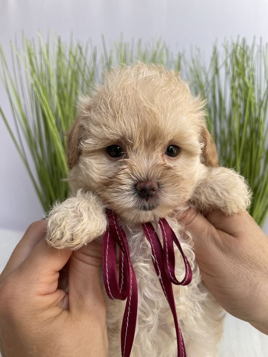 VIP Мальтипу F1 — Вибери свого маленького друга вже зараз