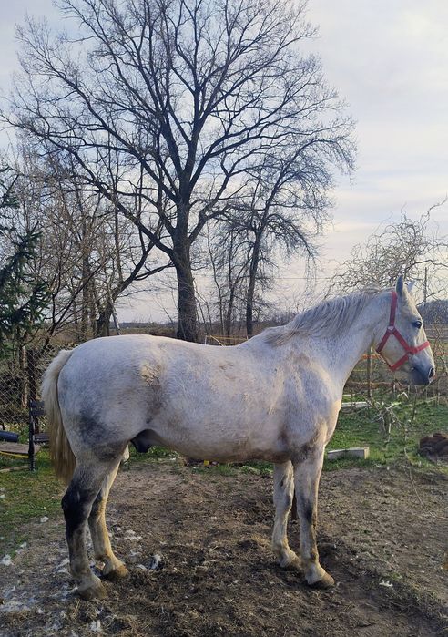 Wałach SP PKS Śląski