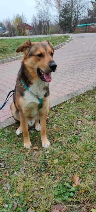 Dostojny Kajko do adopcji
