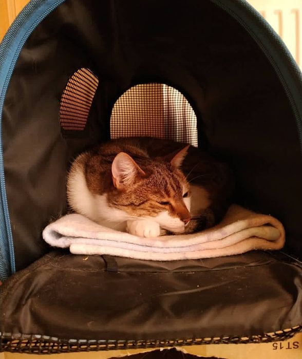 Behawiorysta zwierząt KOTY