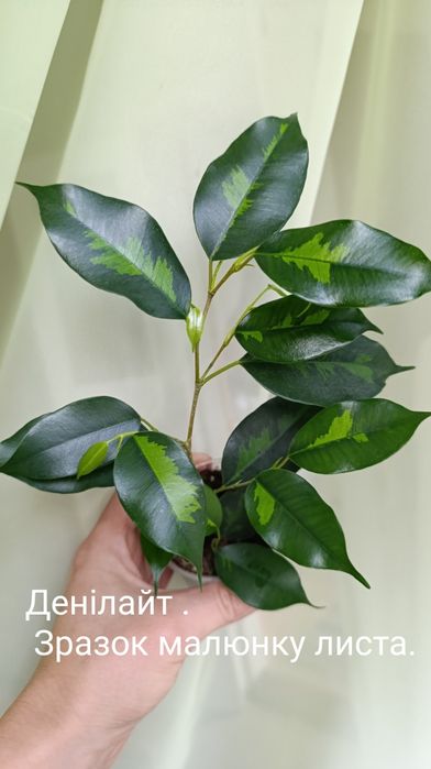 Фікус Бенжаміна Денілайт та інші сорти