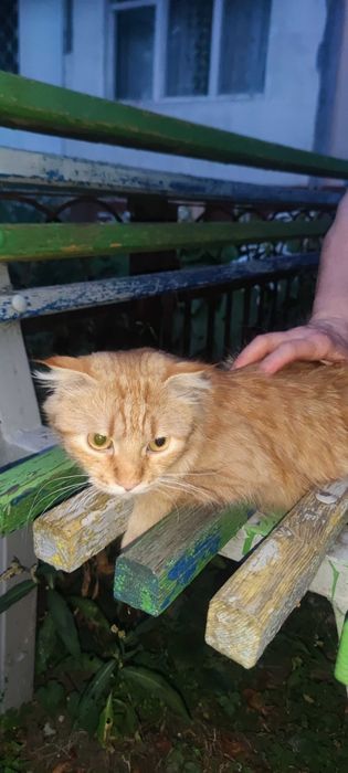 Кошенята у добрі руки