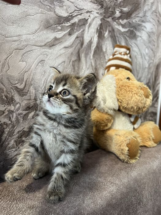 Шотландський котик хлопчик скотіш страйт