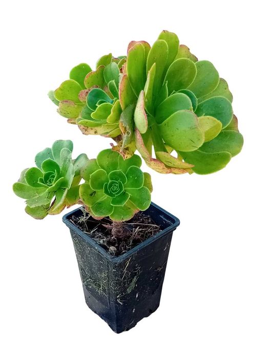 Aeonium arboreum atropurpureum roxo / verde