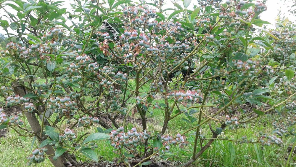 Rozkrzewione i Owocodajne Krzewy Borówki Amerykańskiej