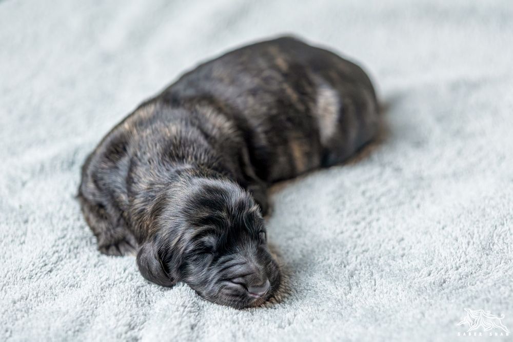 Chart afgański samiec