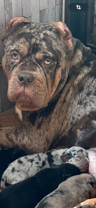 Американські Буллі ХЛ