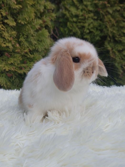 Urocze króliczki Mini Lop. Cudowne maluszki ze szczepieniami.