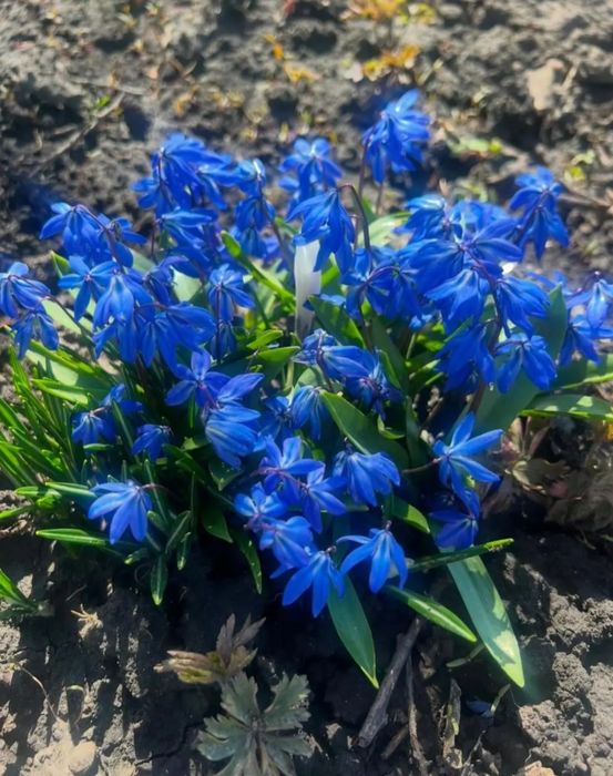 Пролісок квіти весни