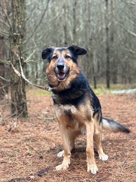 Hipek pilnie poleca się do adopcji