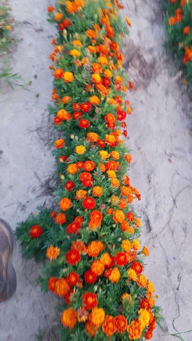 Kwiatki aksamitka nasiona 200g