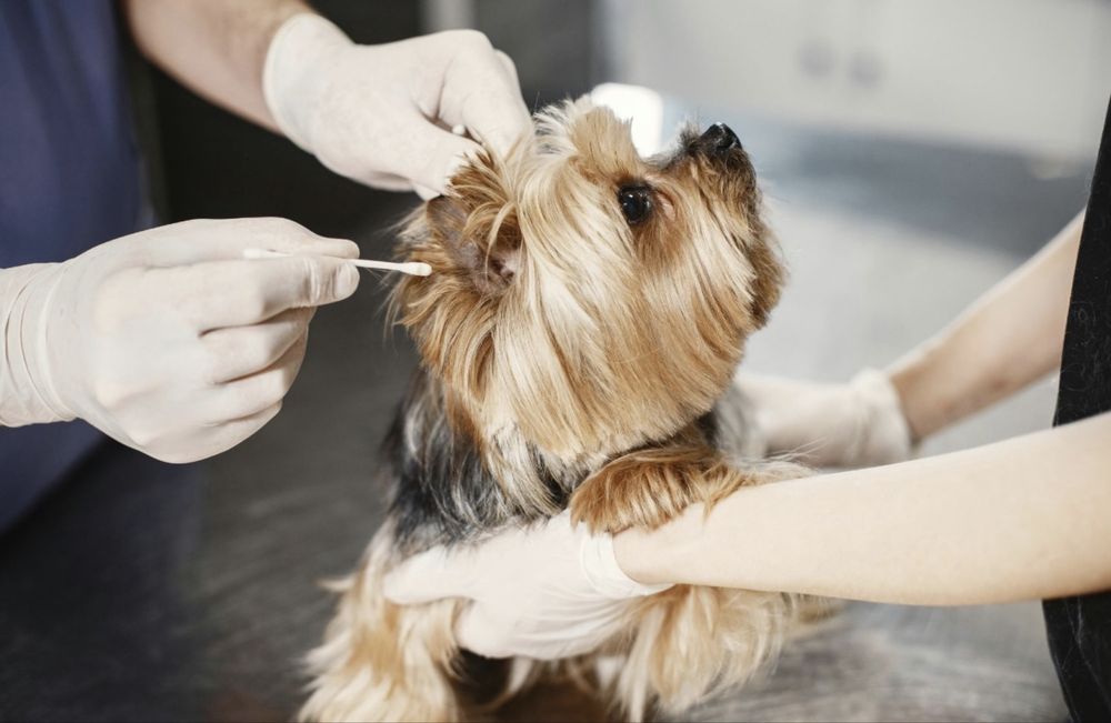 Ветеринарні послуги на дім без стресу