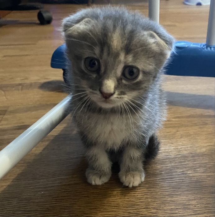 Вісловухі дівчатка та сіамський принц готові до нового дому